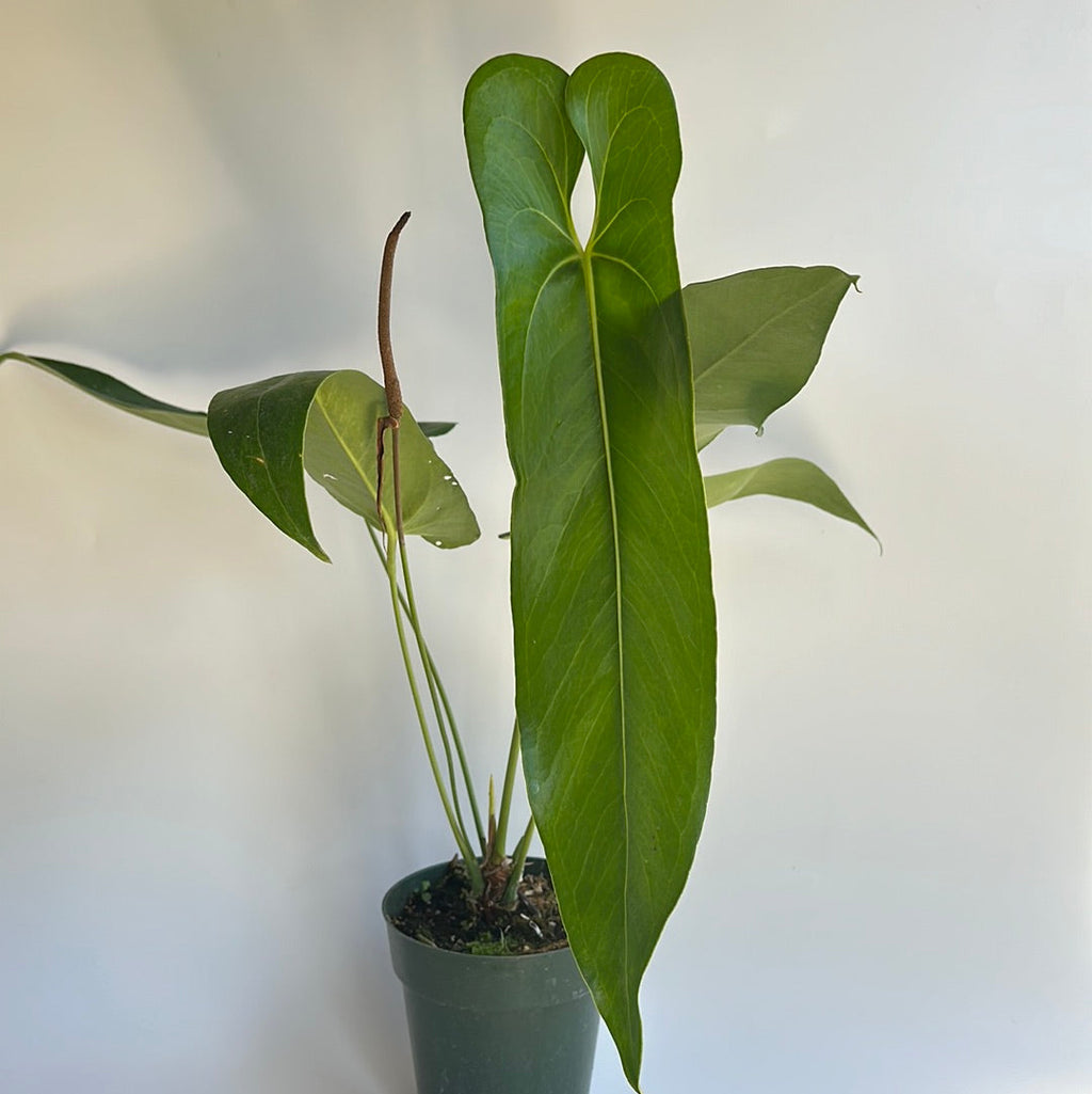 Anthurium Verrapaenze