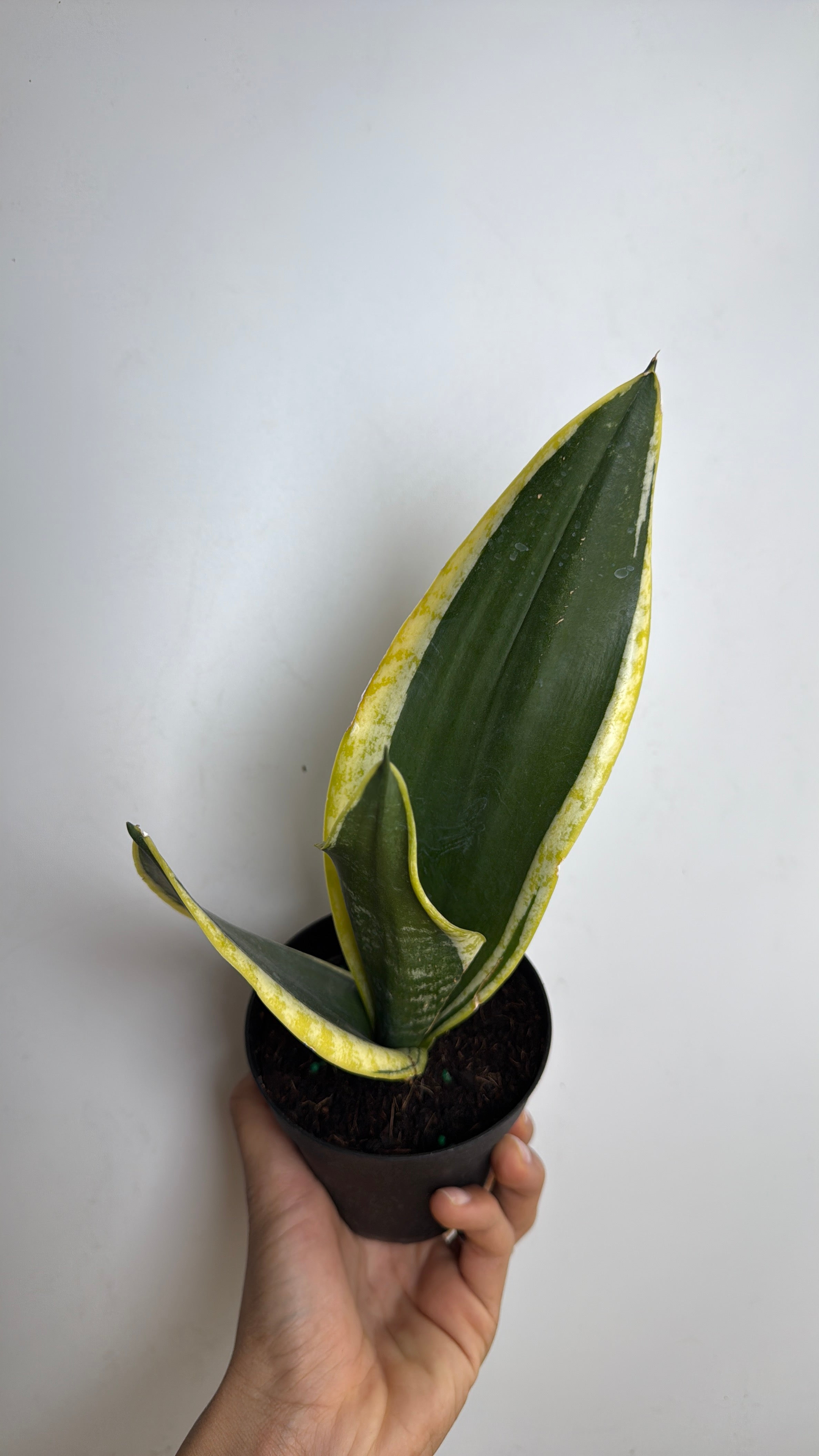 Sansevieria Zeylanica 'Black Gold'