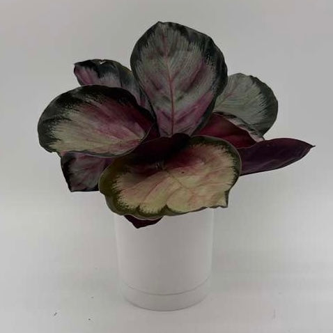 Calathea Roseopicta 'Pale Rosy'