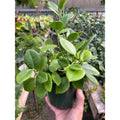 Hoya 'Keysii'