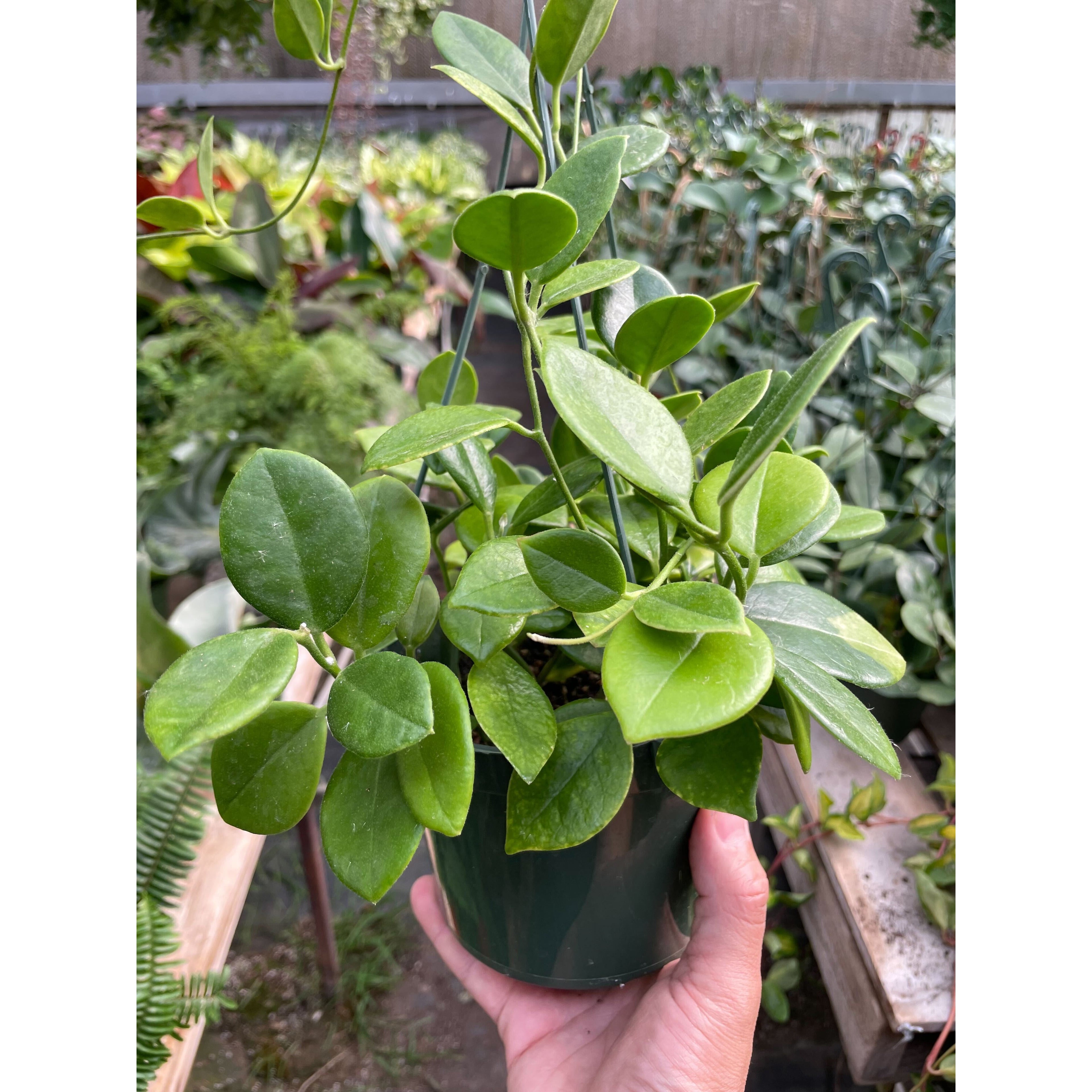 Hoya 'Keysii'