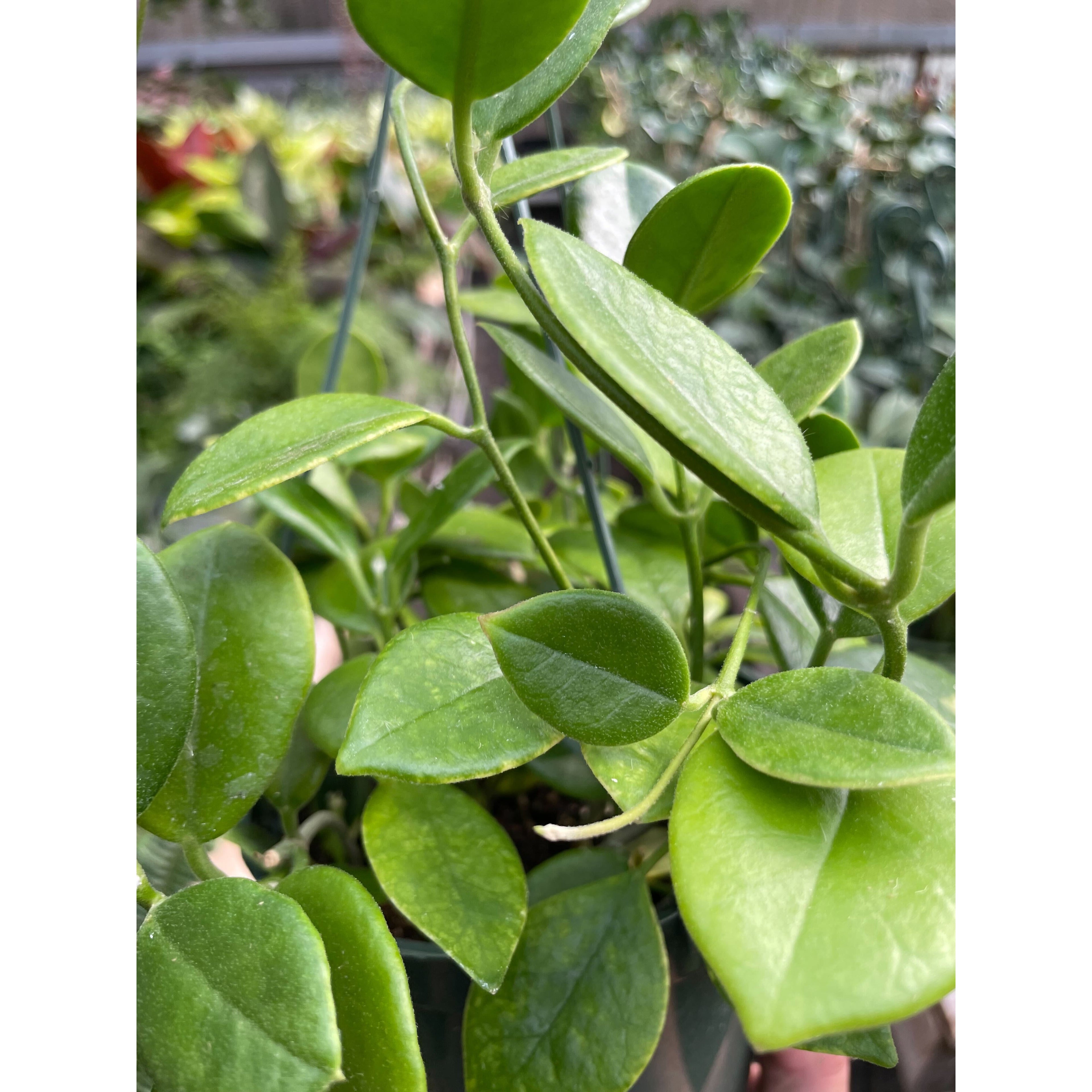 Hoya 'Keysii'