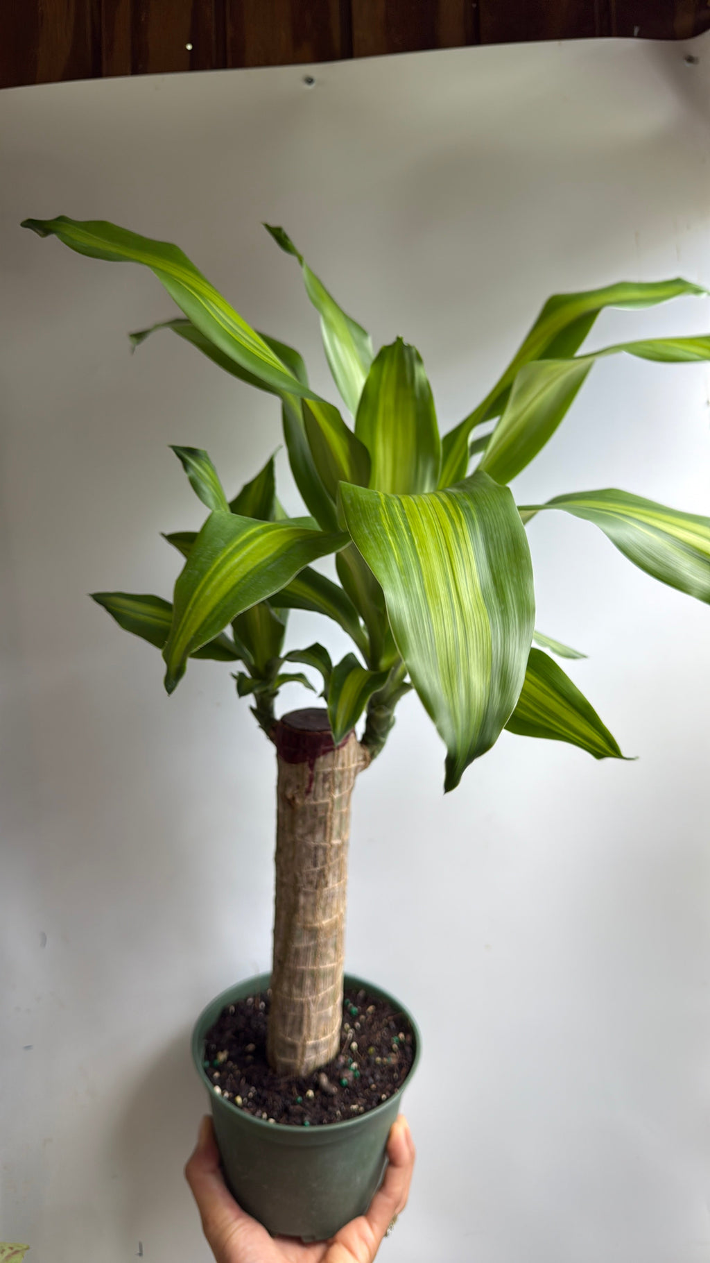 Brazilian Lucky Wood (Dracaena Massangeana)
