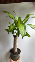 Brazilian Lucky Wood (Dracaena Massangeana)