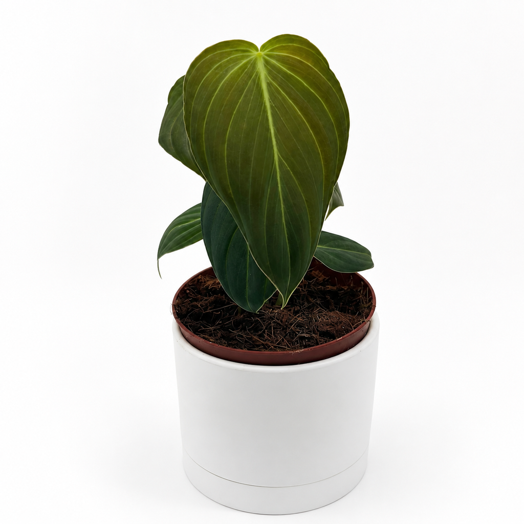 Philodendron Melanochrysum