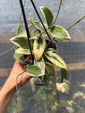 Outer Variegated Hoya Acuta