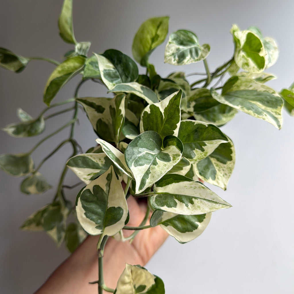 Pothos N'Joy