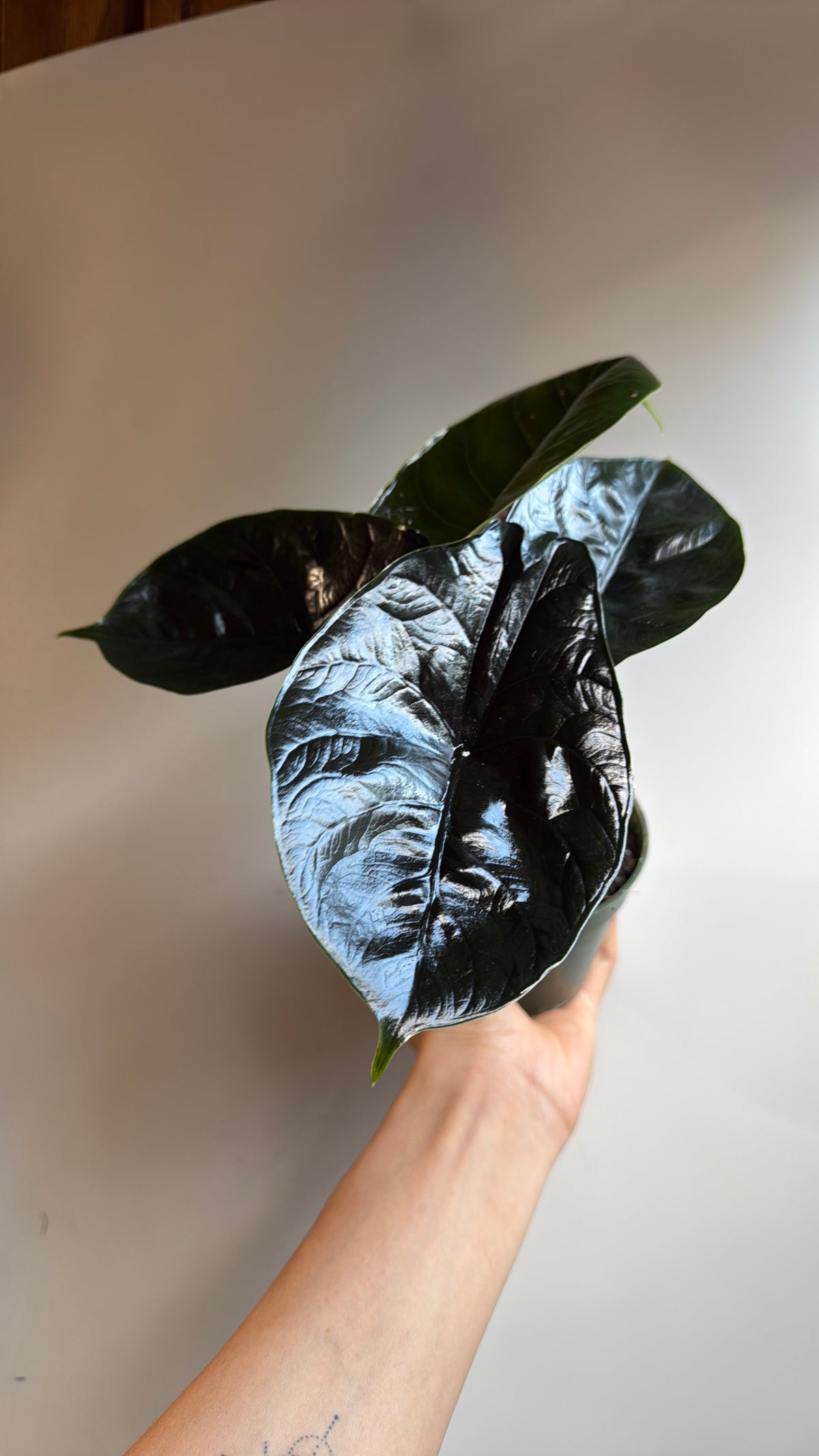 Alocasia Green Unicorn
