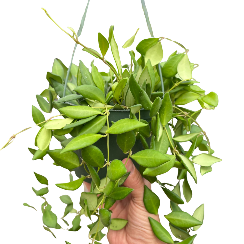 Hoya 'Burtoniae'