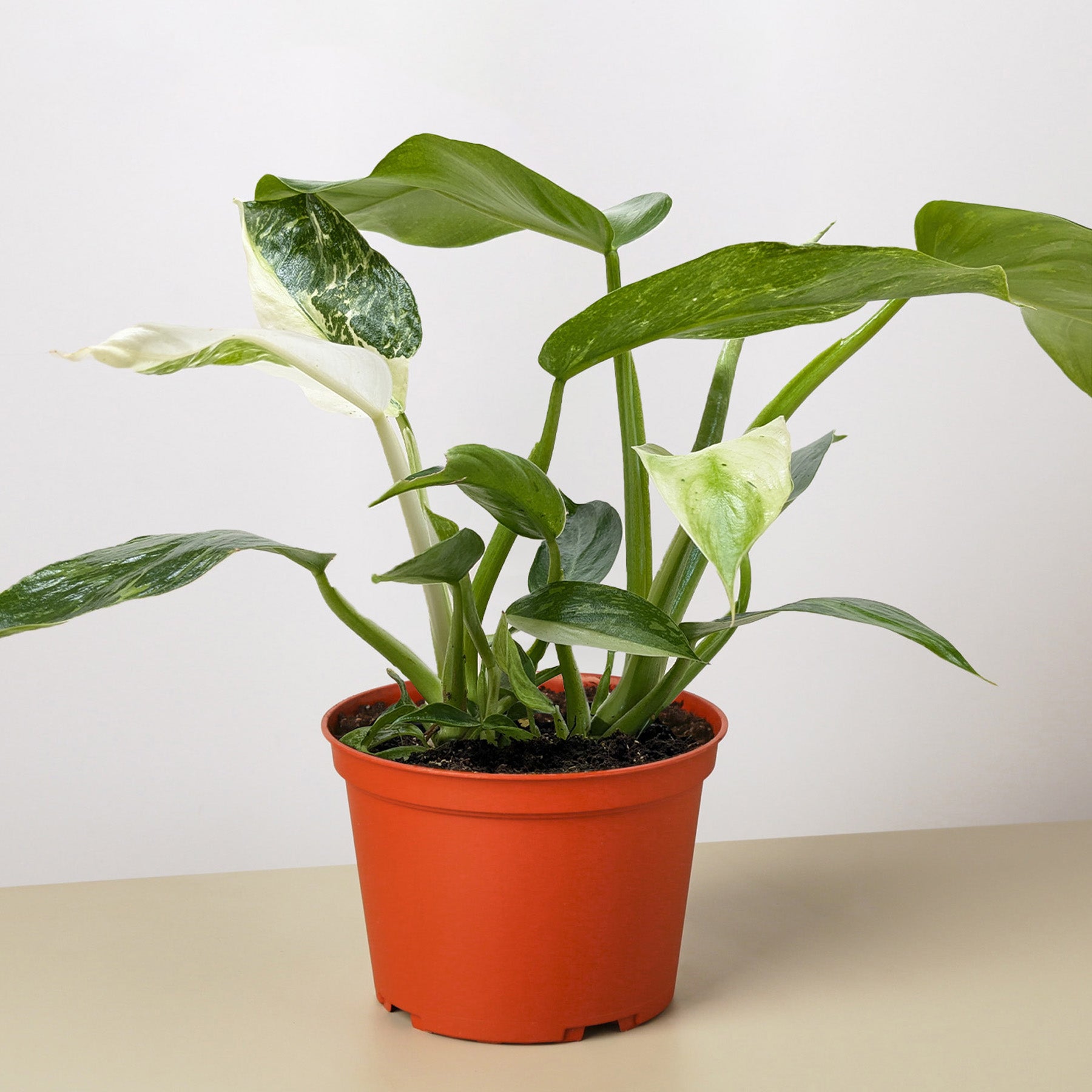 Philodendron Jose Bueno