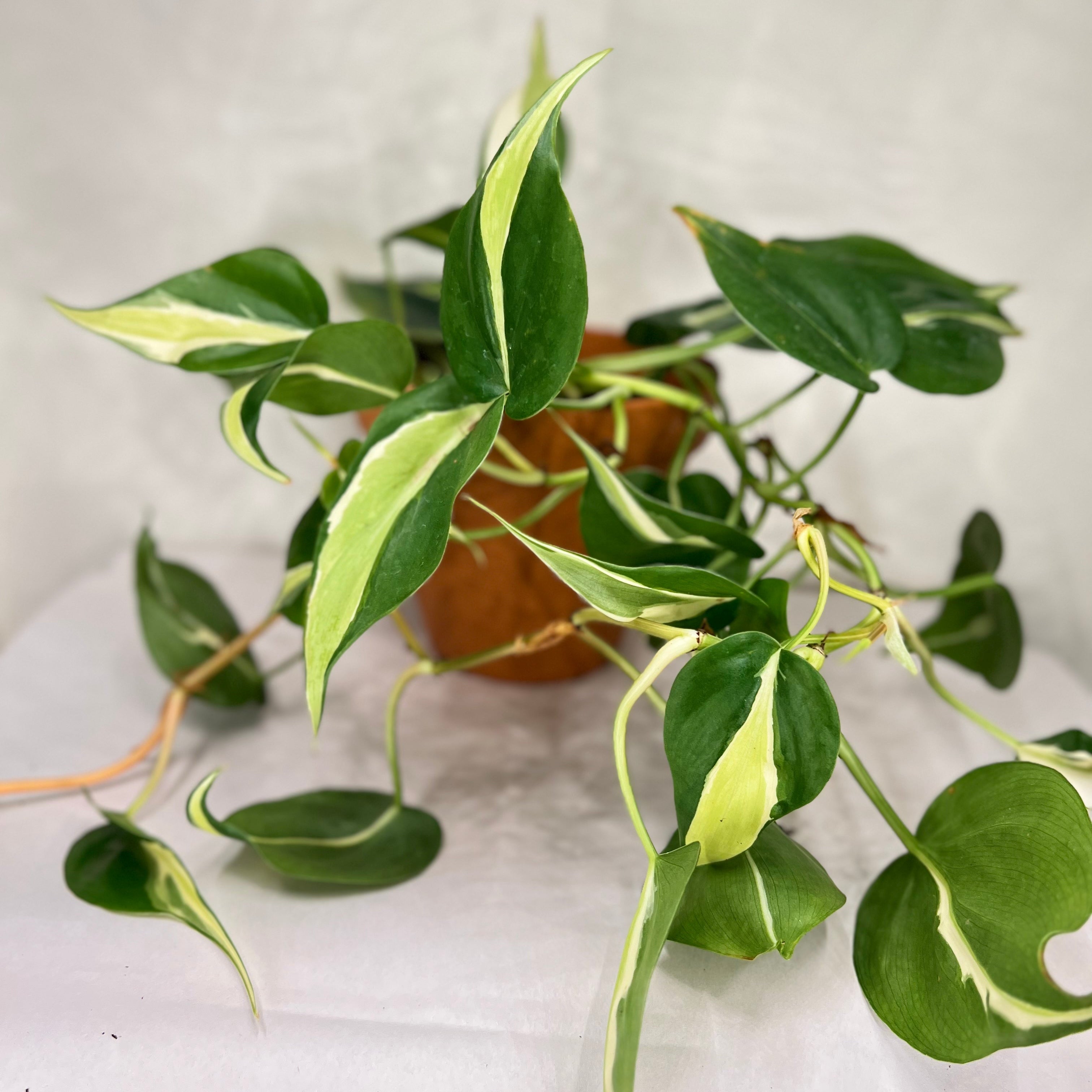 Philodendron Silver Stripe