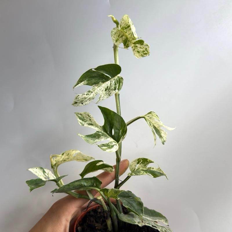 Epipremnum Pinnatum Marble Flame