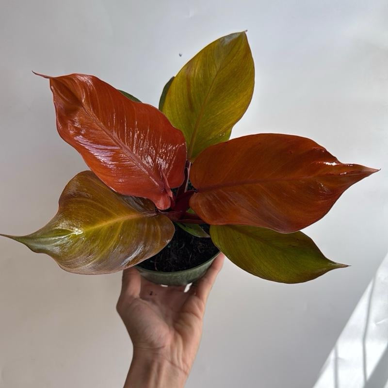 Philodendron 'Prince of Orange'