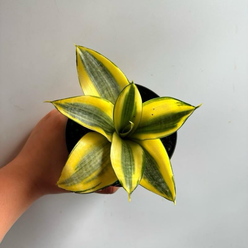 Sansevieria Hahnii 'Sunny Star'