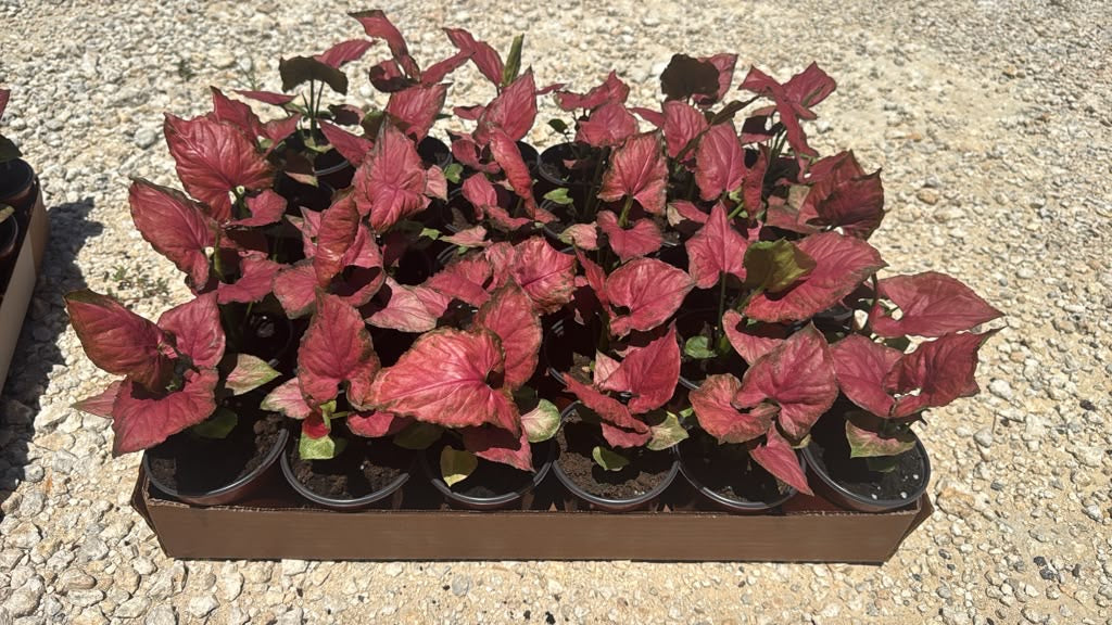 Syngonium Orm Nak Red