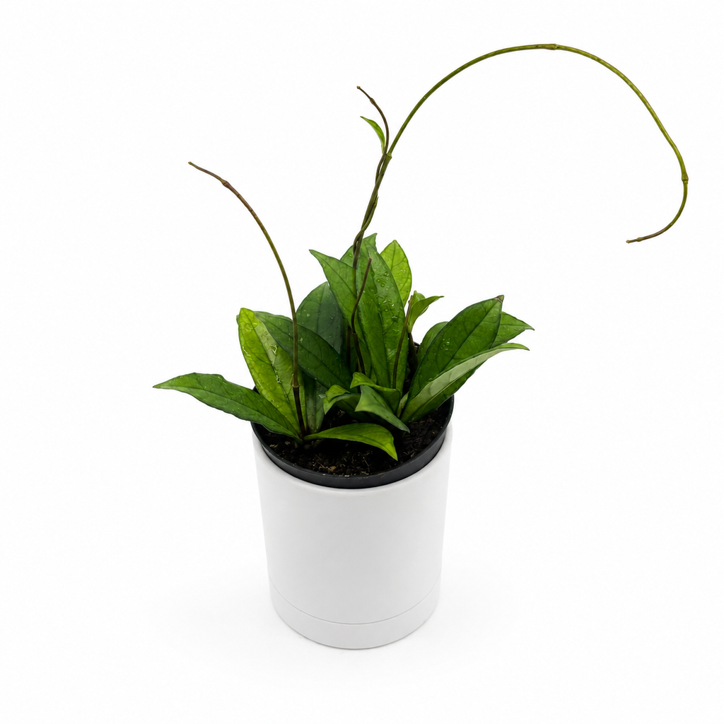 Hoya Crassipetiolata
