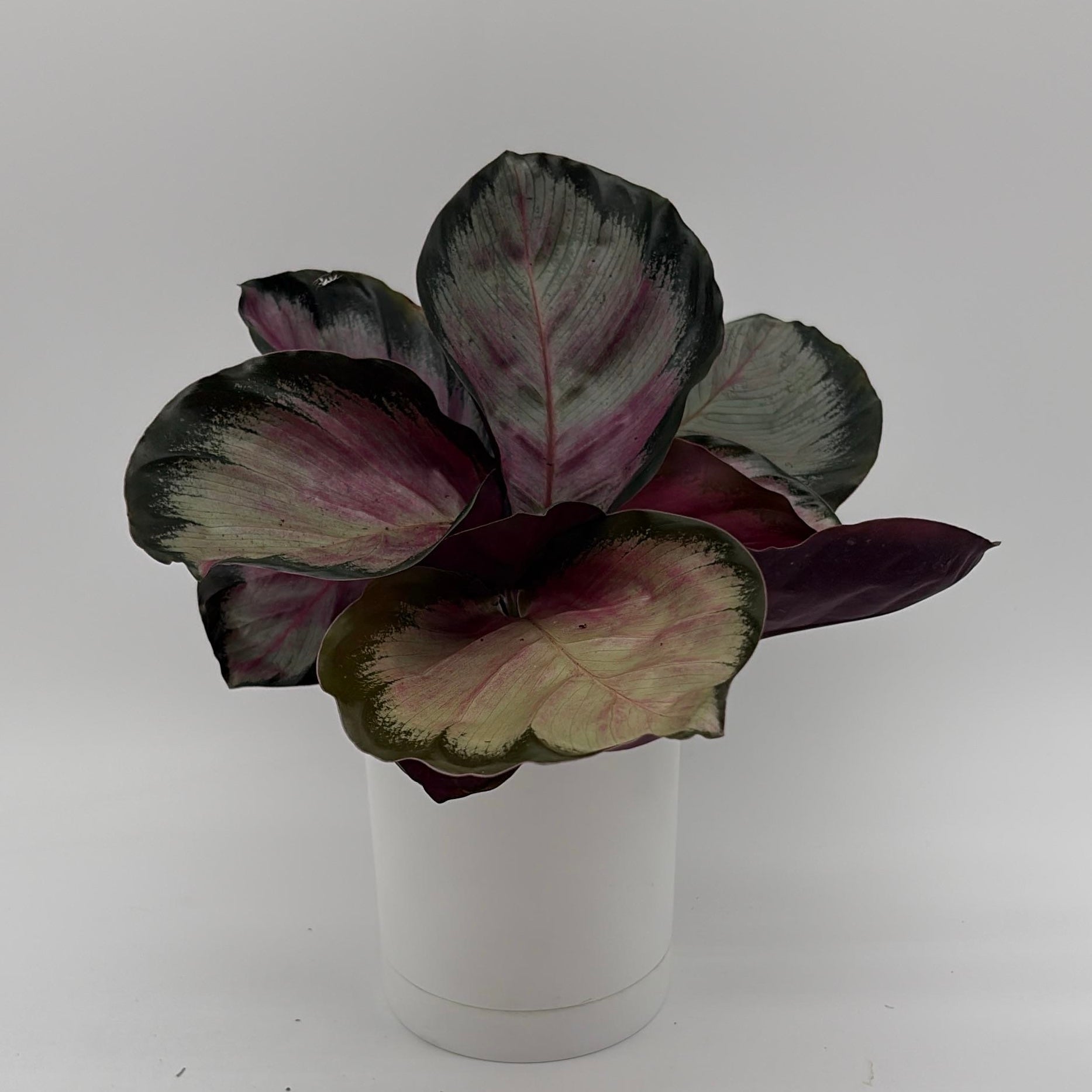 Calathea Roseopicta 'Pale Rosy'