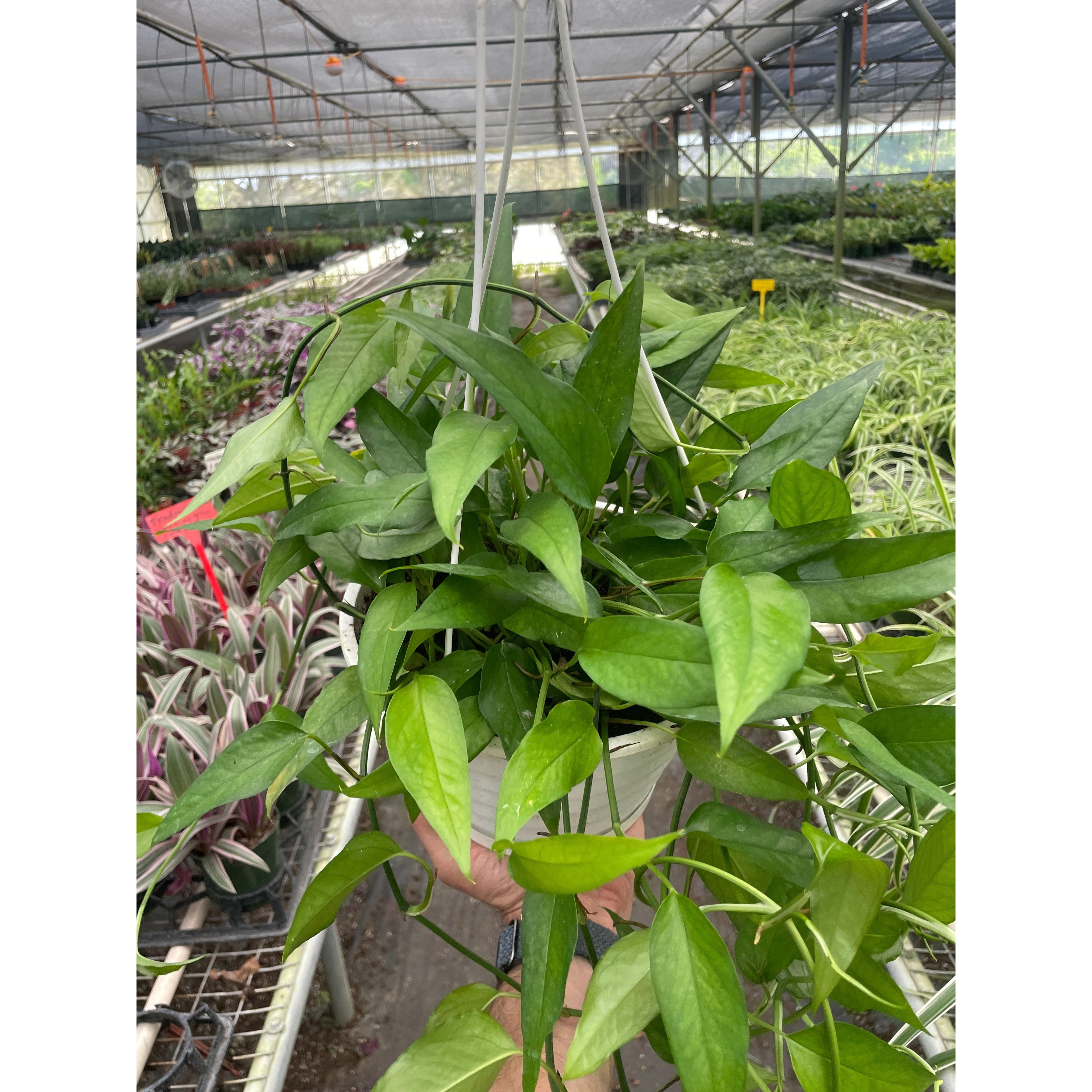 Pothos 'Skeleton Key'
