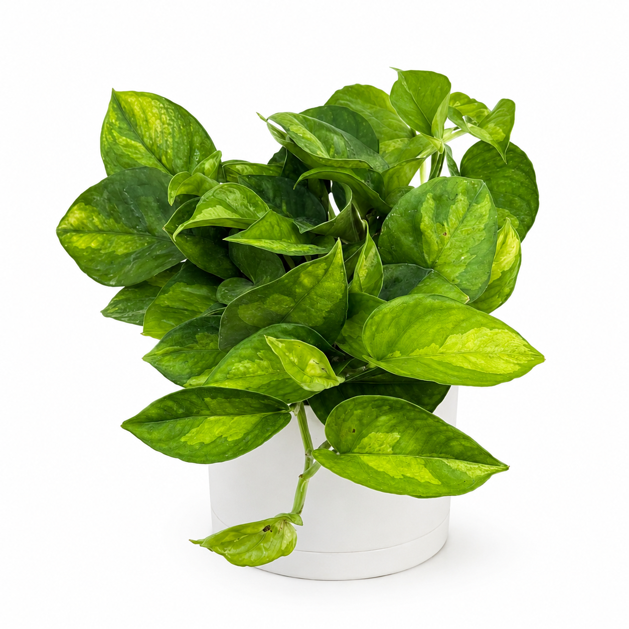 Pothos Lizard Queen