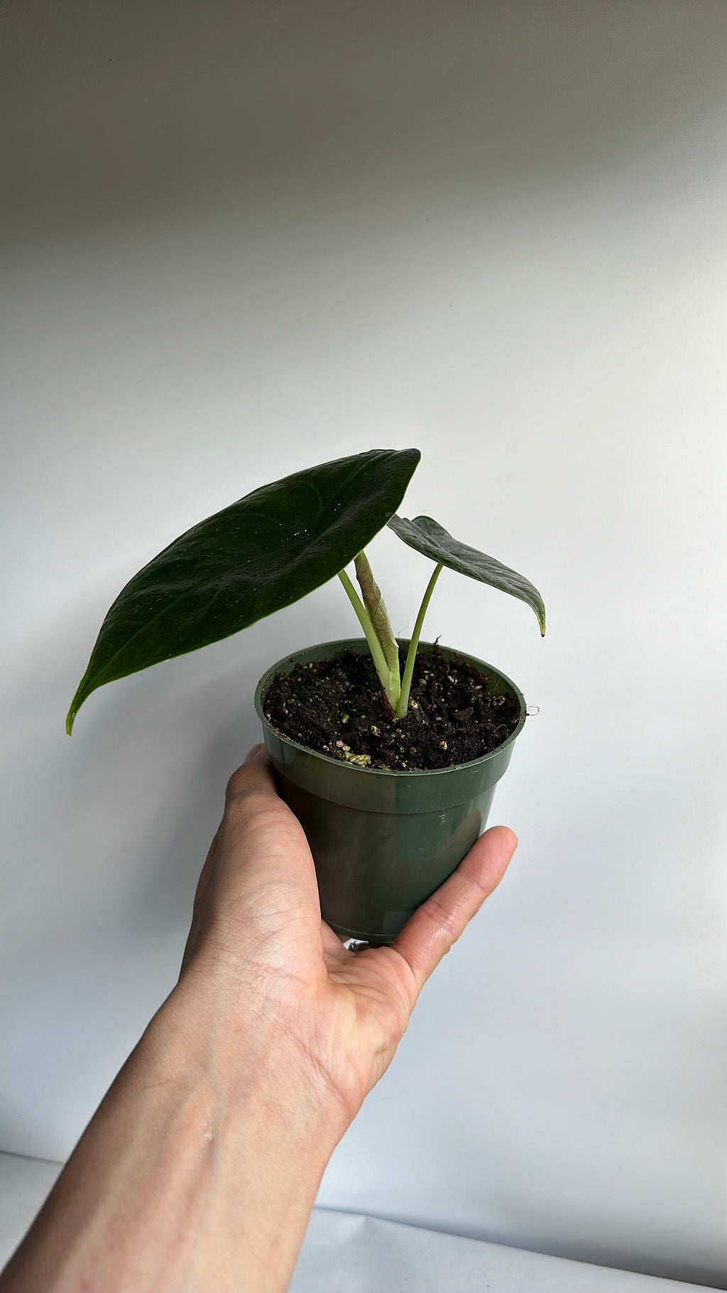 Alocasia Green Unicorn