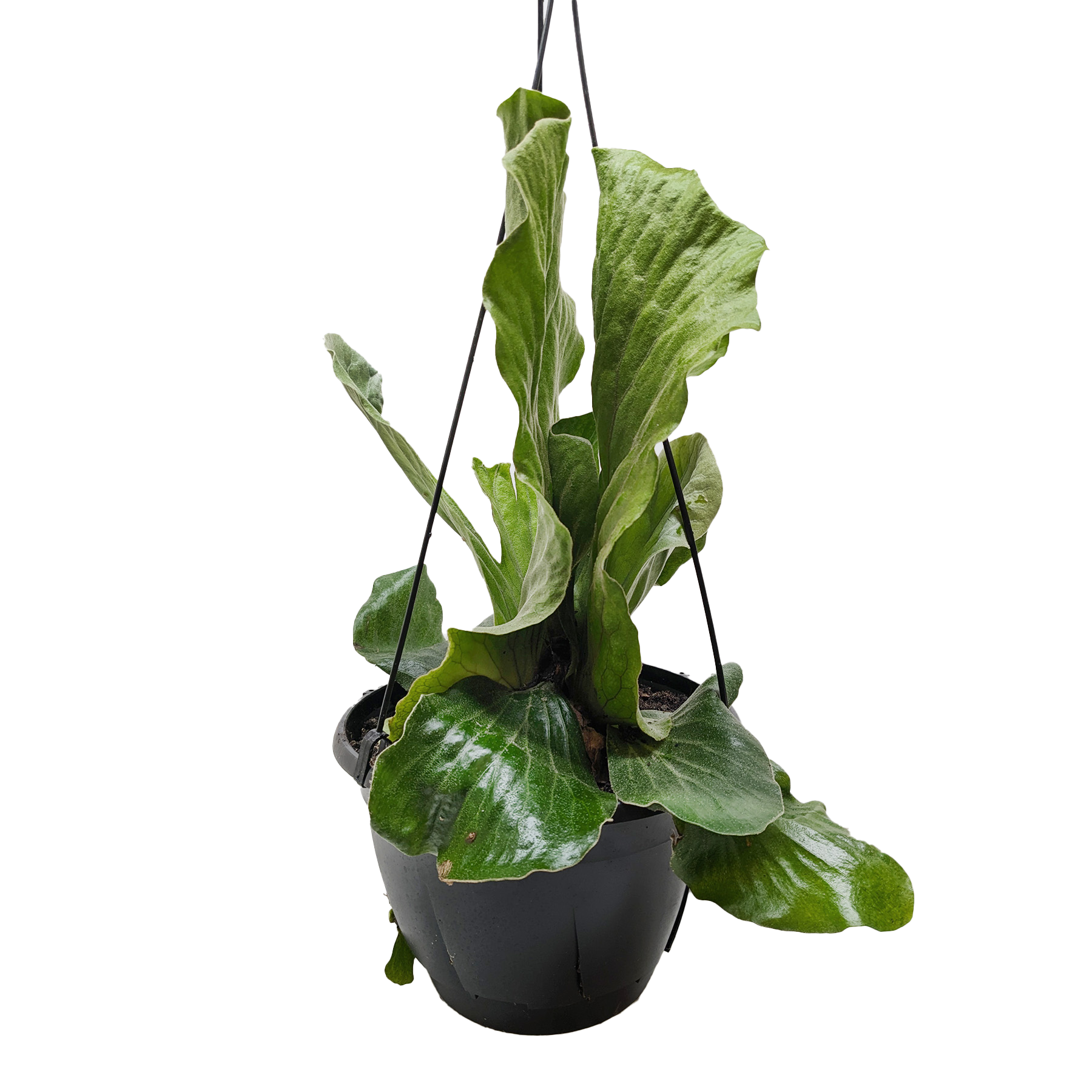Fern 'Elephant'