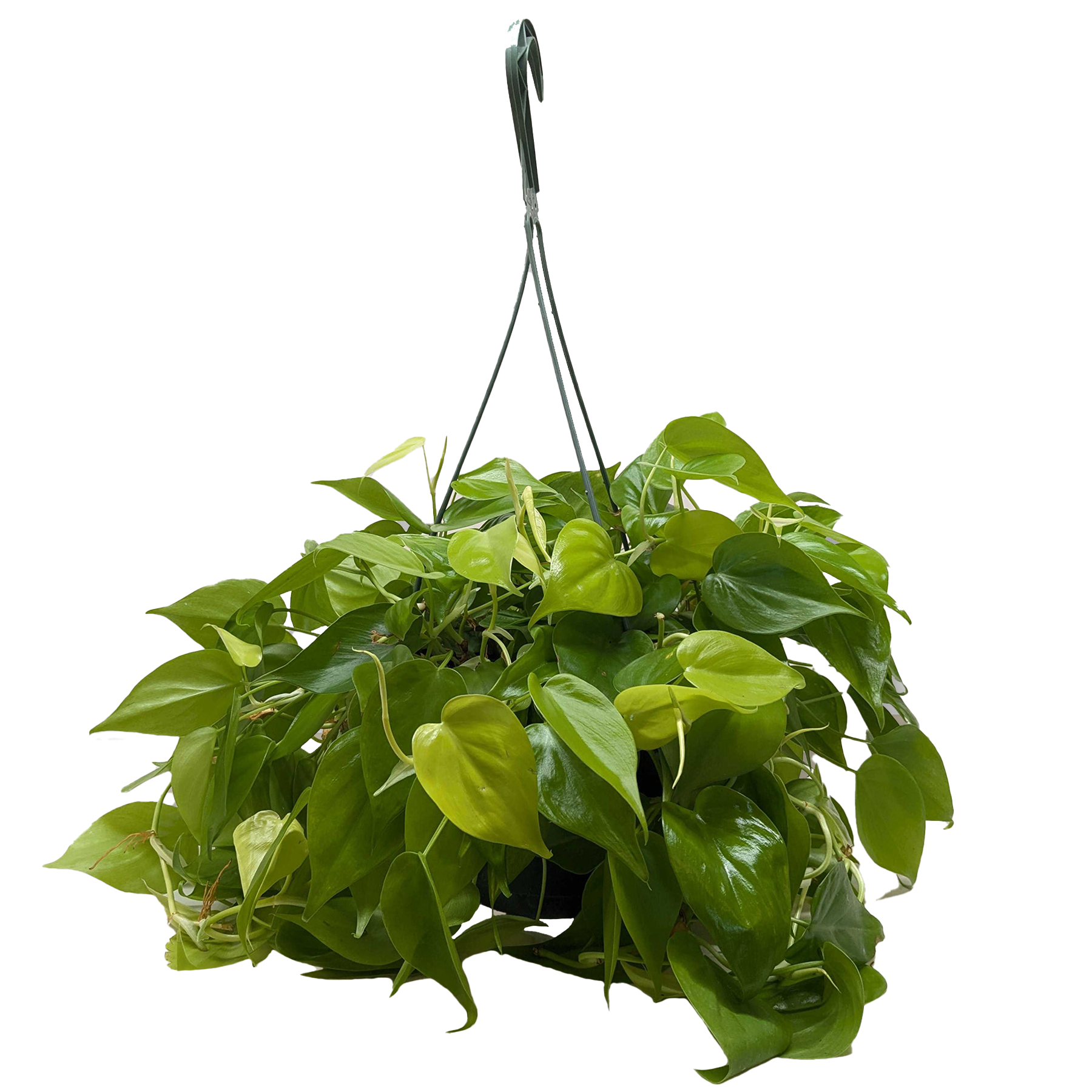 Philodendron 'Neon'