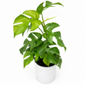 Rhaphidophora Tetrasperma (Mini Monstera)