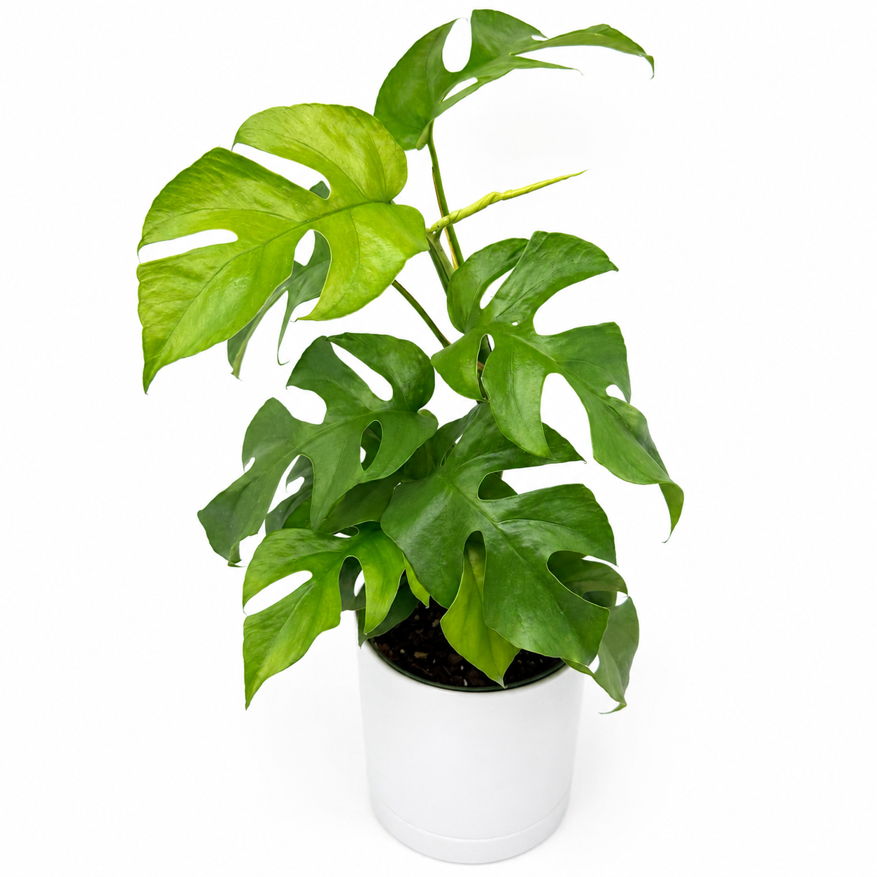 Rhaphidophora Tetrasperma (Mini Monstera)