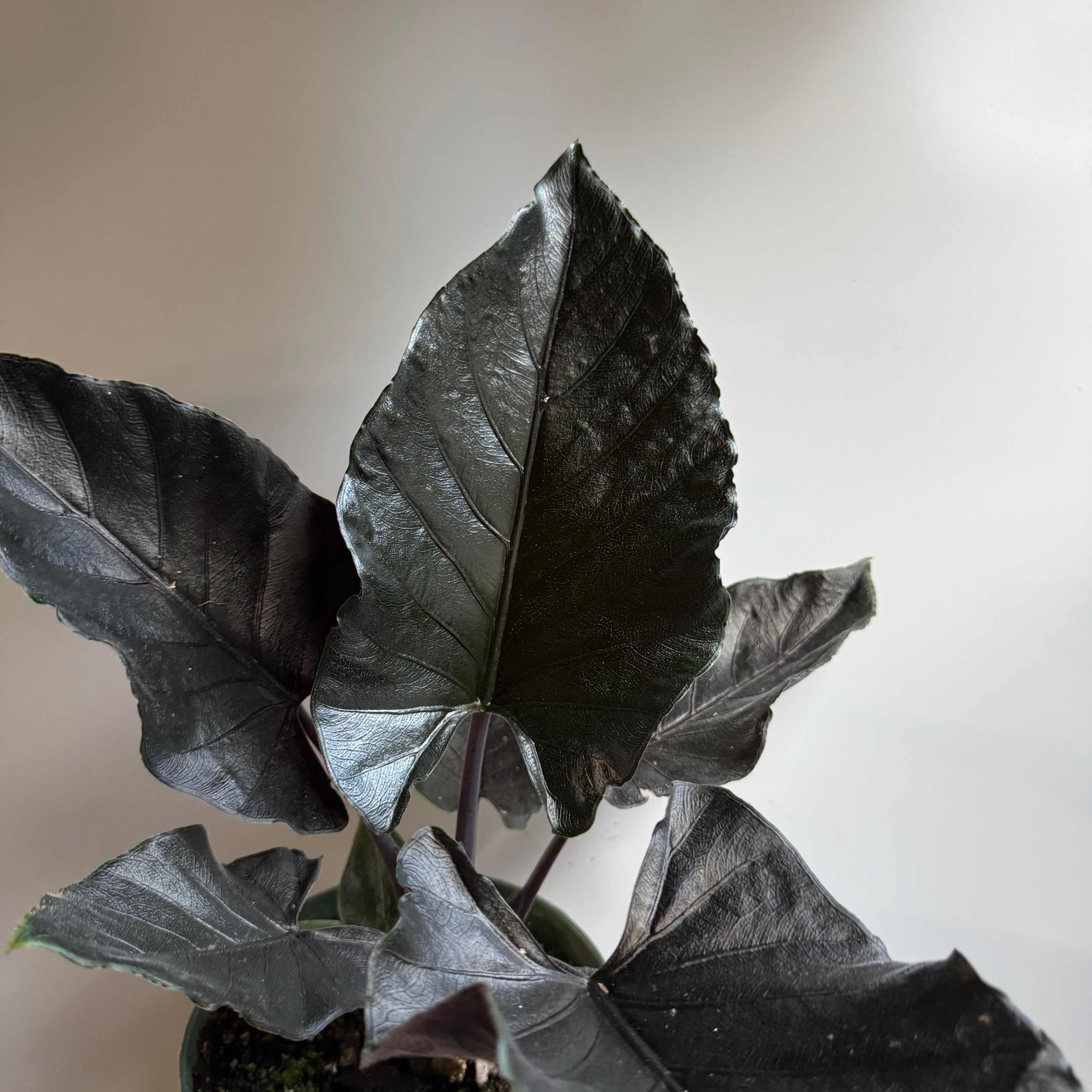 Alocasia Antoro Velvet