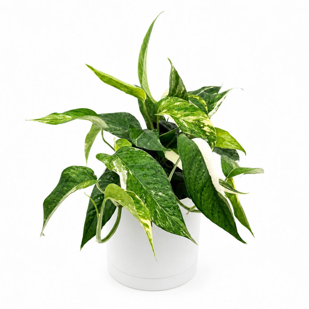 Epipremnum Pinnatum Albo Flame