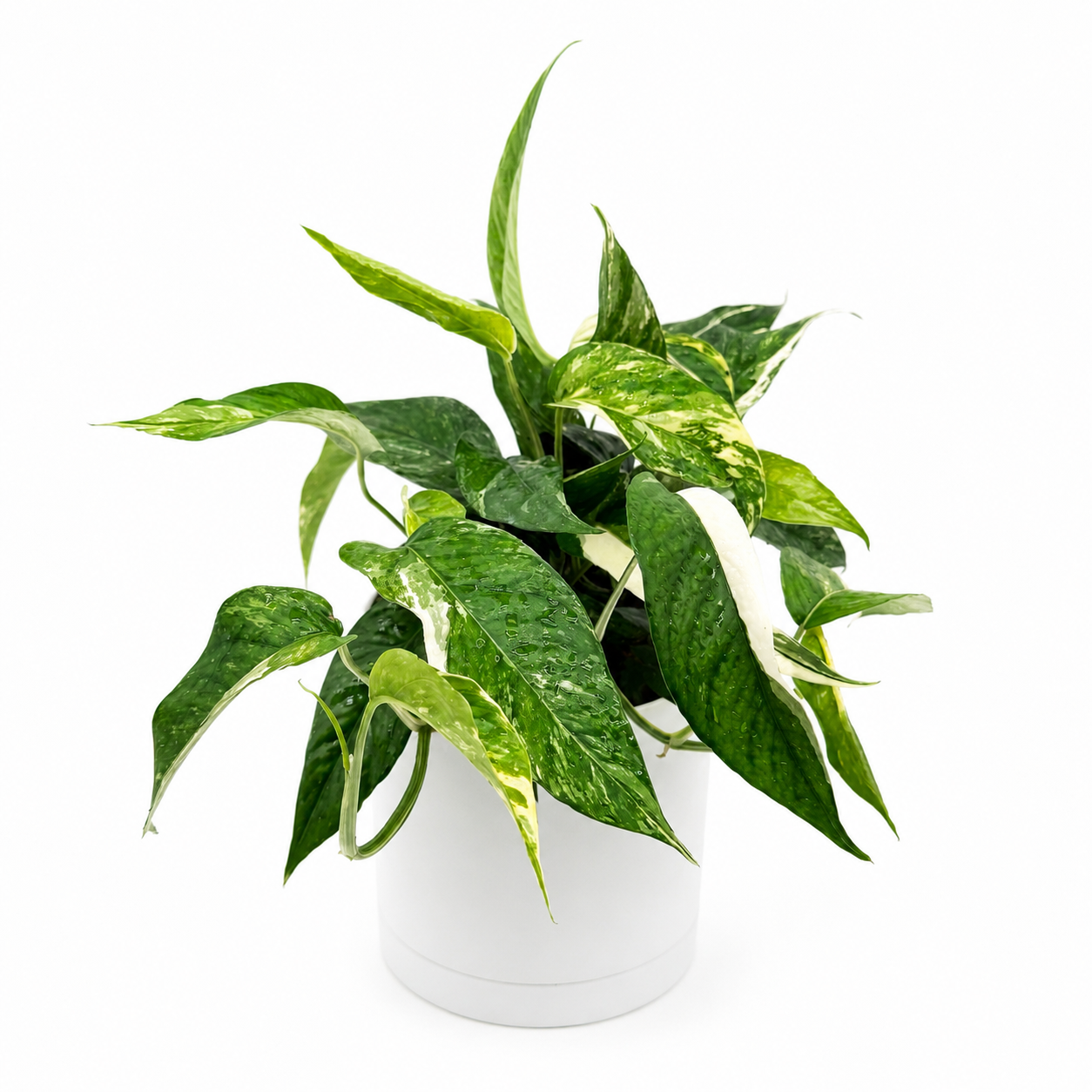 Epipremnum Pinnatum Albo Flame