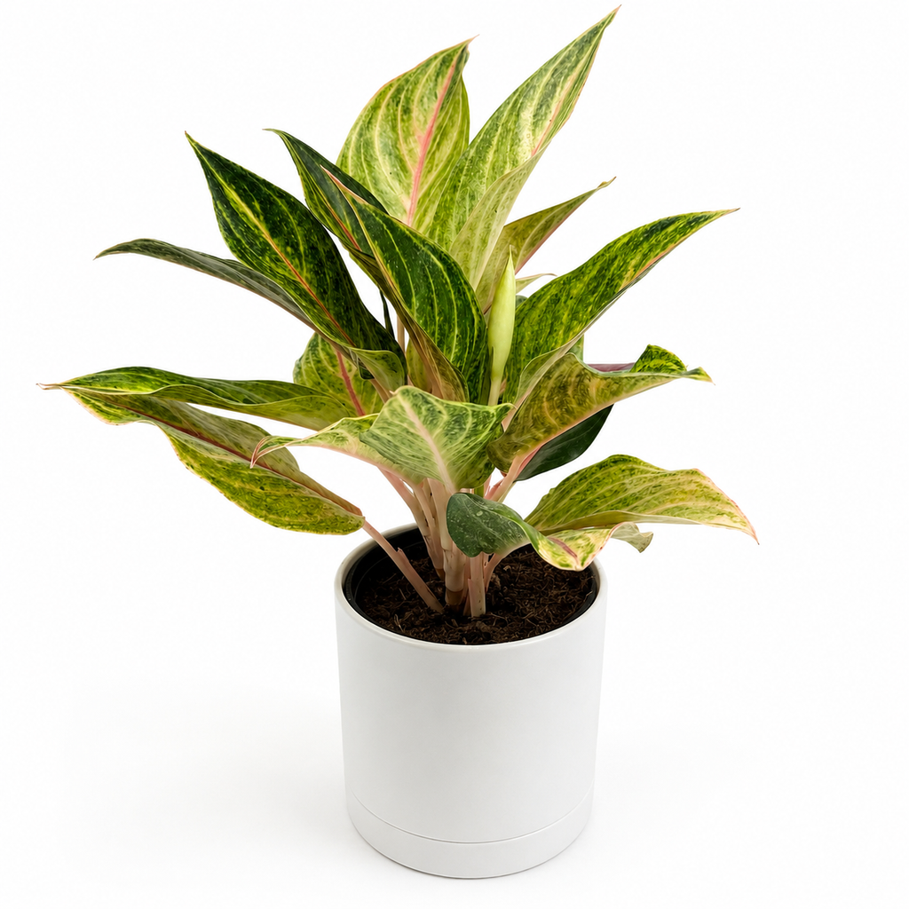 Aglaonema 'Golden Fluorite'