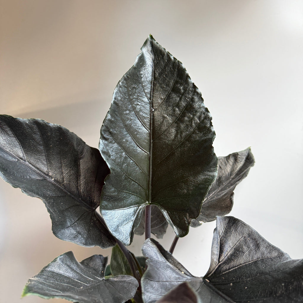Alocasia Antoro Velvet
