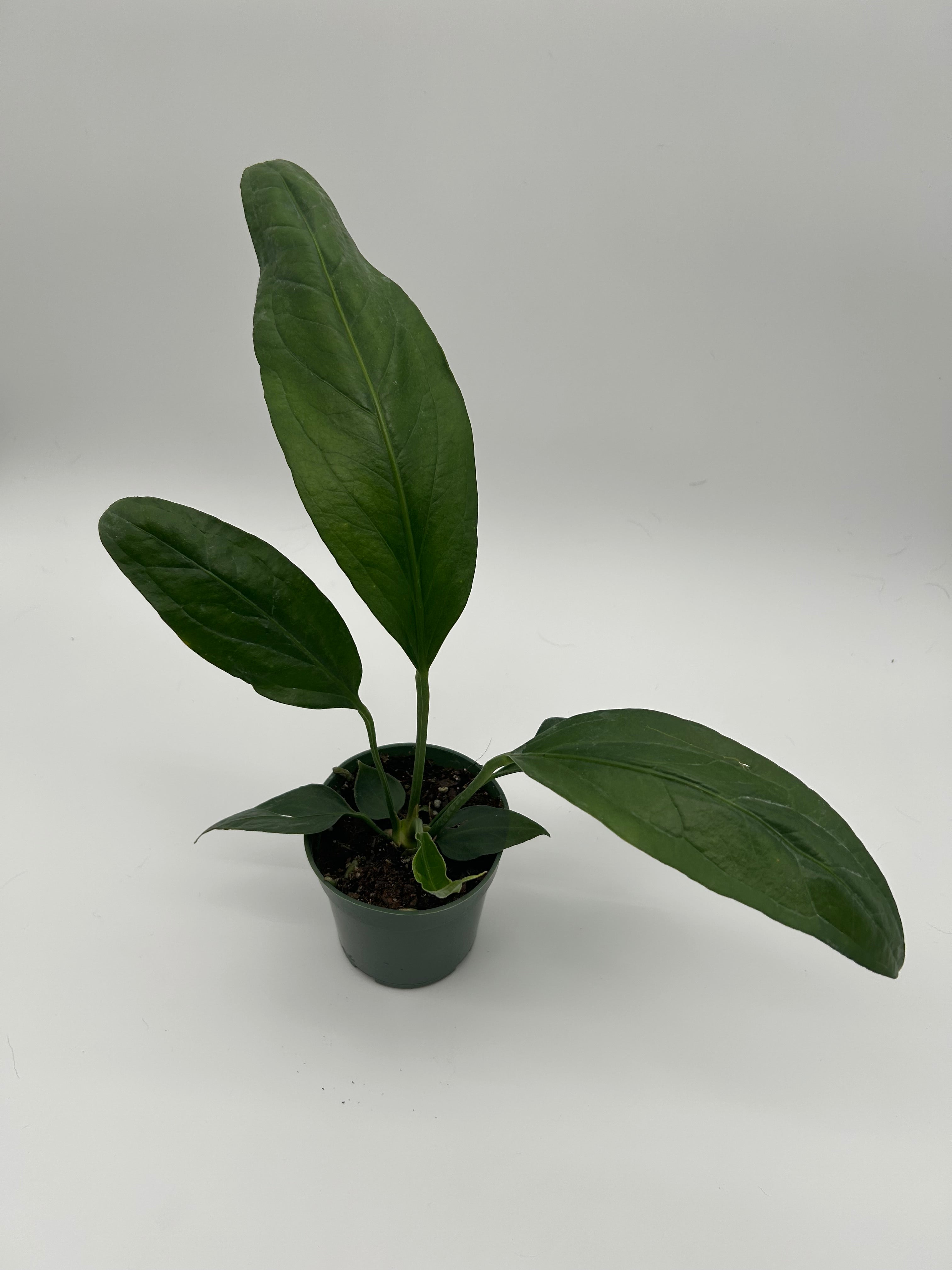Anthurium Big Bill