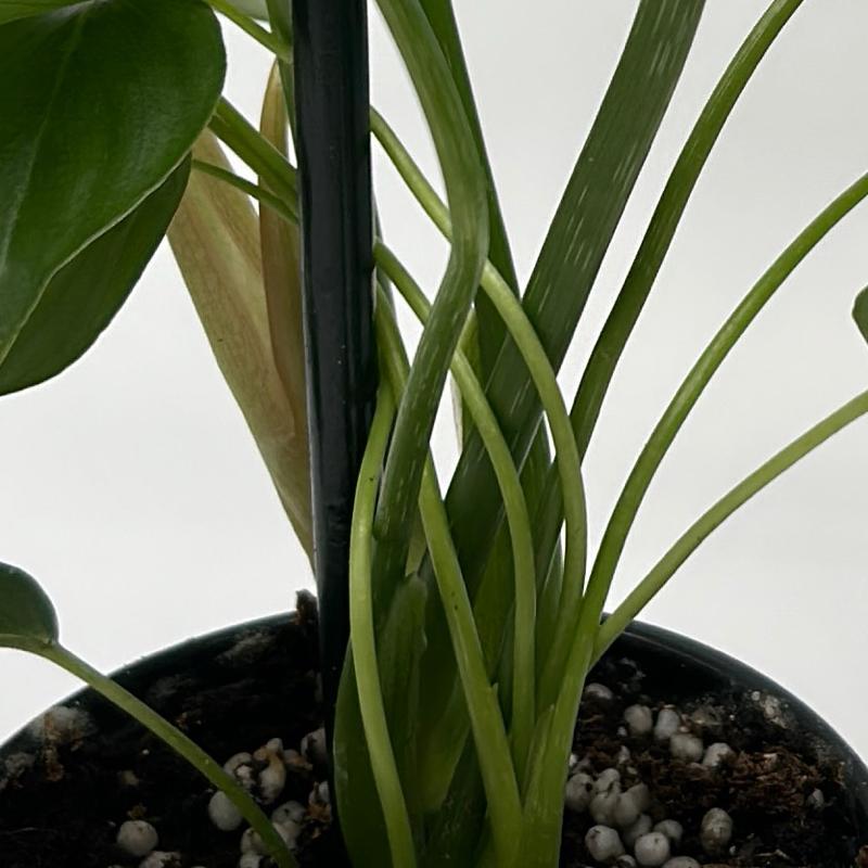 Philodendron McDowell