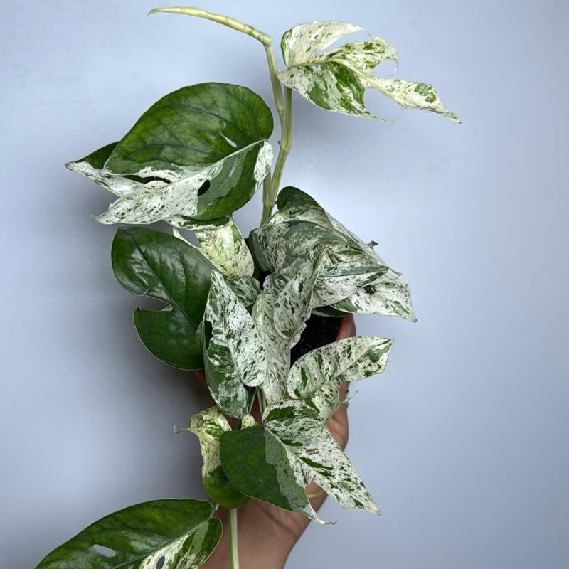 Epipremnum Pinnatum Marble Flame