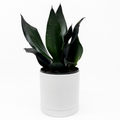 Sansevieria 'Black Dragon'