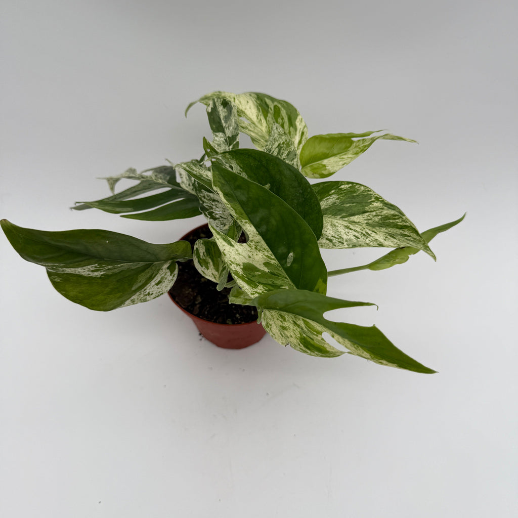 Epipremnum Pinnatum Marble Flame