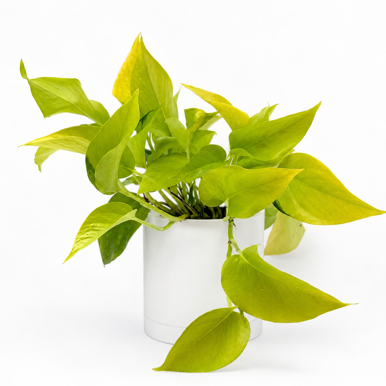 Pothos Neon