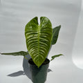 Anthurium Veitchii King
