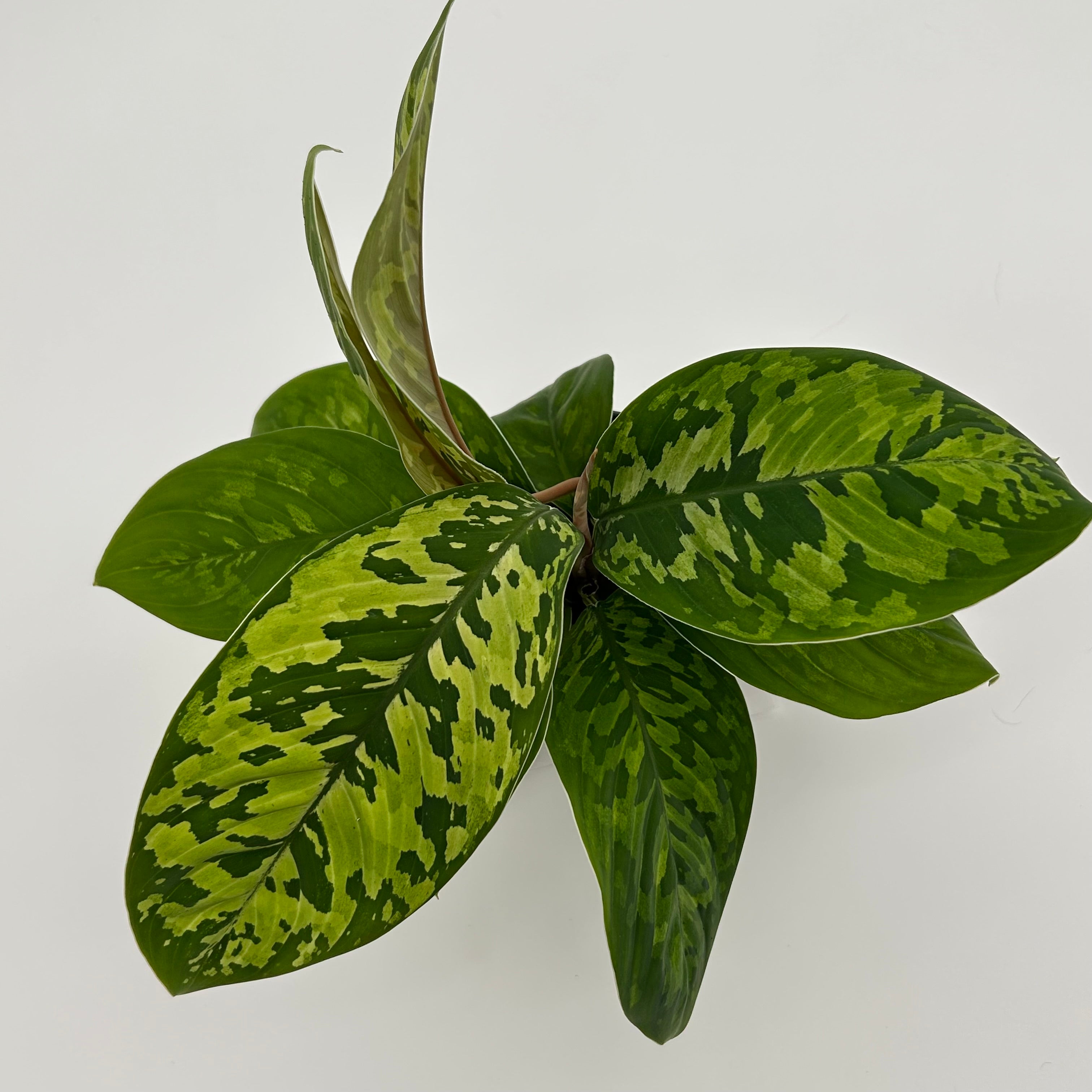 Homalomena Camouflage