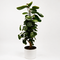 Aralia Fabian Tree