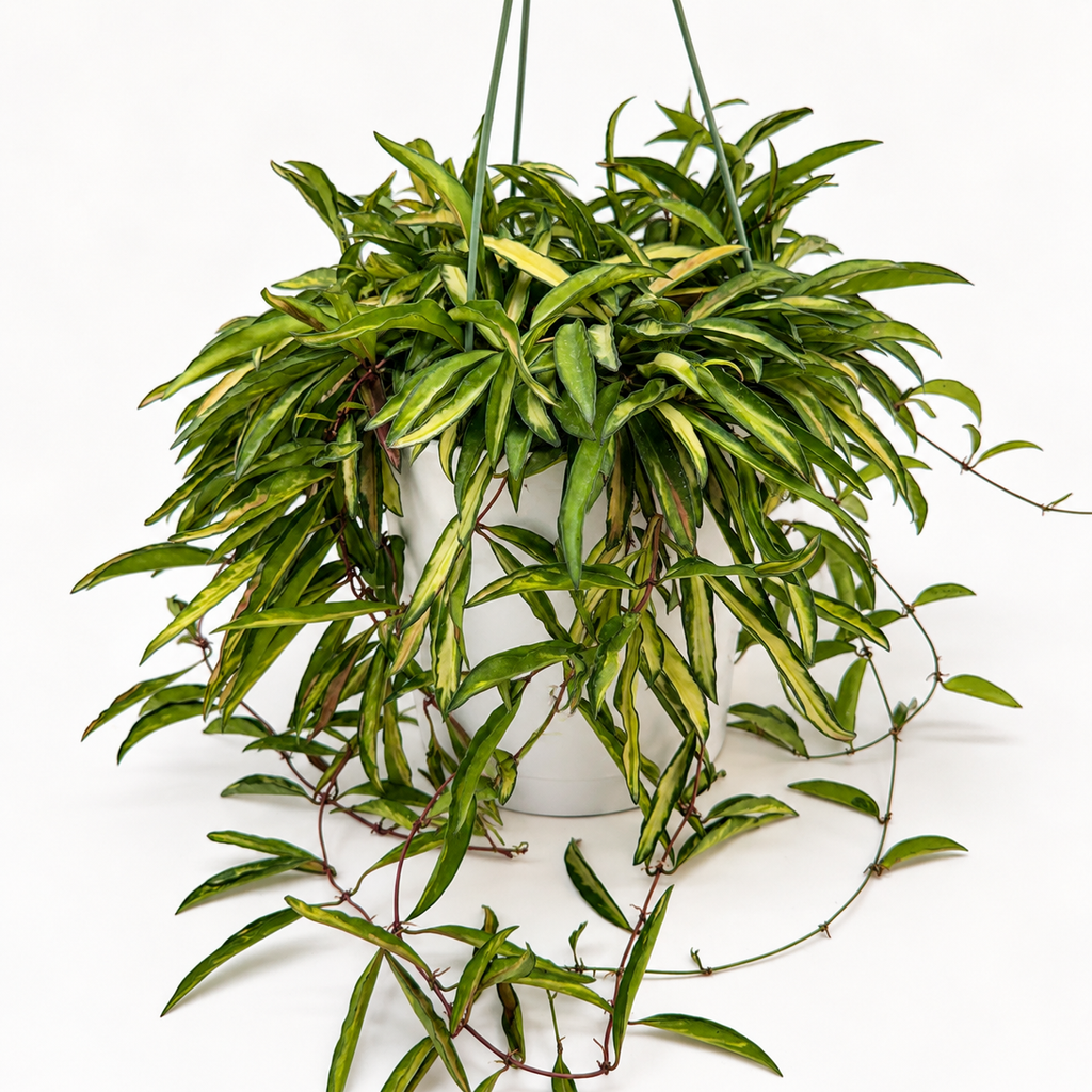 Variegated Tricolor Hoya Wayetti