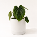Philodendron Plowmanii