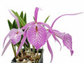 Brassocattleya Fuchs Star .