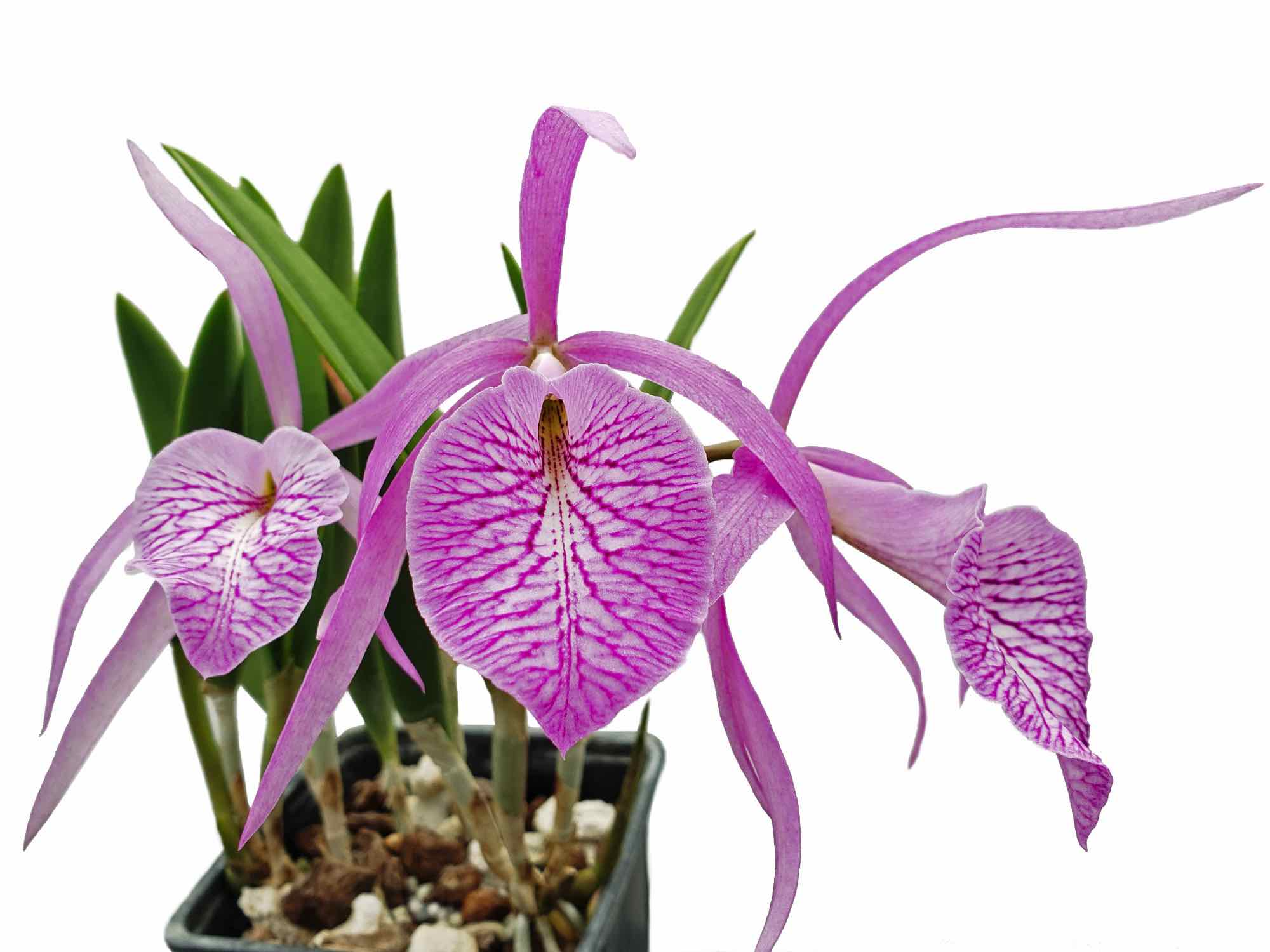 Brassocattleya Fuchs Star .