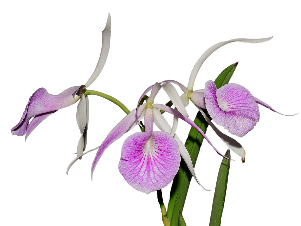 Brassocattleya Morning Glory rubra #14