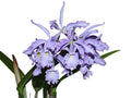 Cattleya maxima f. coerulea 'Gigi' x 'Angelo'