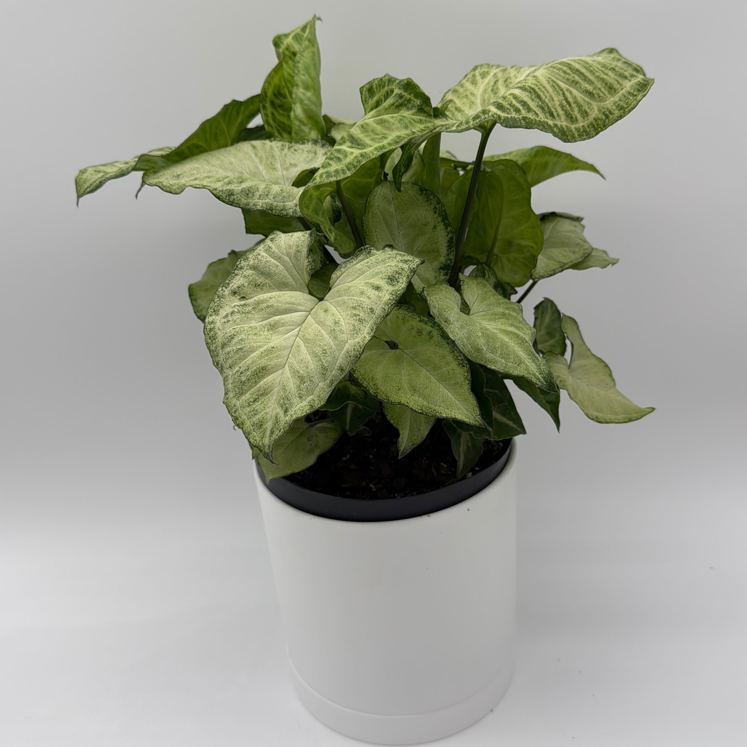 Syngonium White Butterfly