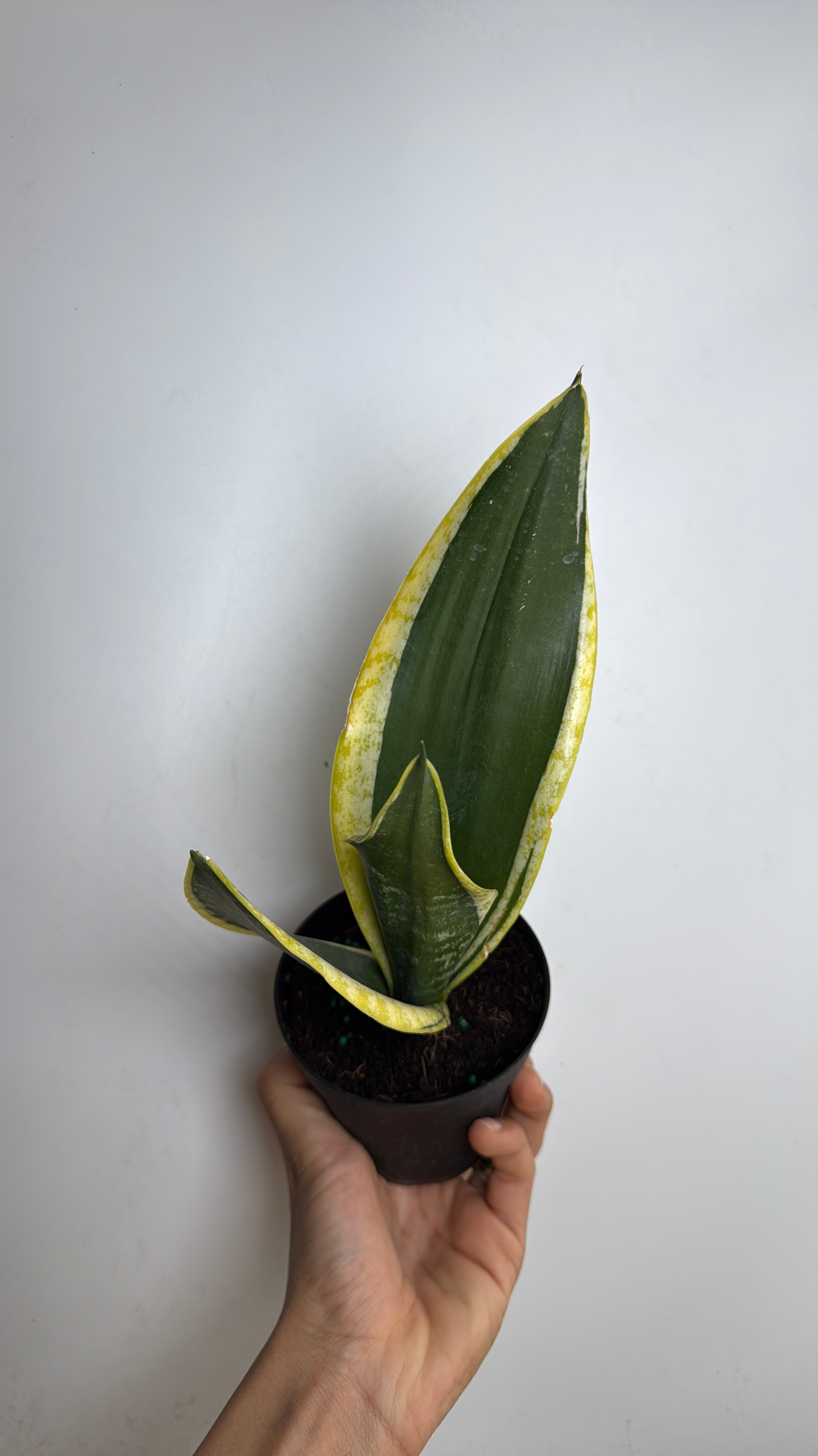 Sansevieria Zeylanica 'Black Gold'